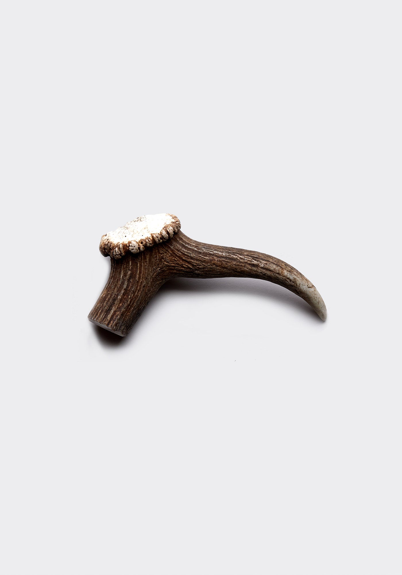 Deer antler large (single)