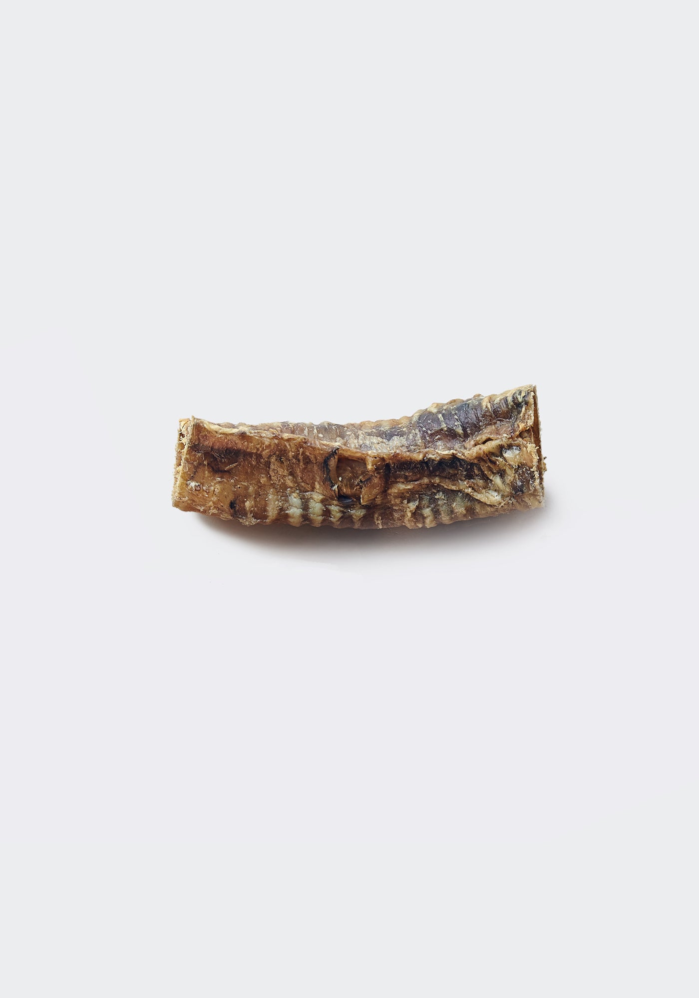 Beef trachea (single)