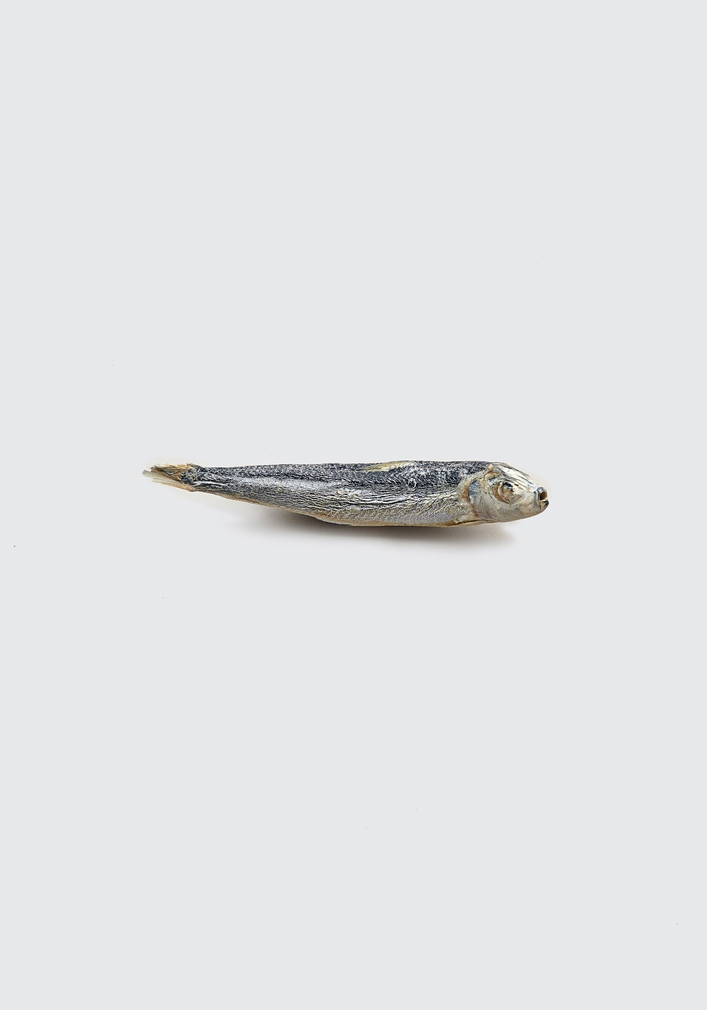 Sardine (single)